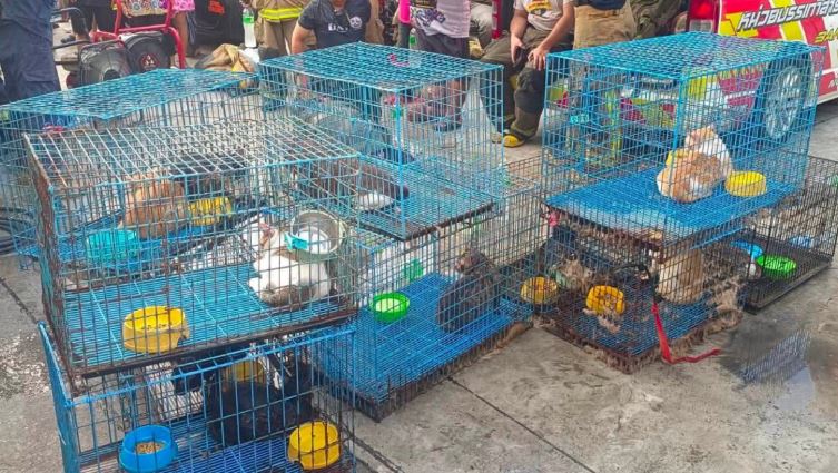 Pasutri dan 73 Kucing Tewas dalam Kebakaran Rumah di Bangkok